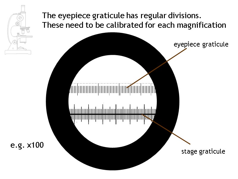 The eyepiece graticule has regular divisions.   These need to be calibrated for